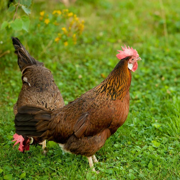Hens in the farm — Stock Photo, Image