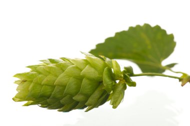 Hop cones - raw material for beer production, clipart