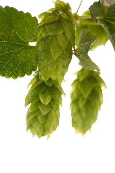 Hop cones - raw material for beer production, — Stock Photo, Image