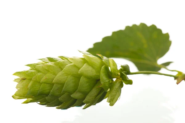 stock image Hop cones - raw material for beer production,