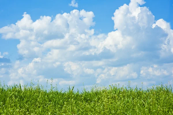 Grass field over blue sky — Stock Photo © James_Smirnoff #1402309