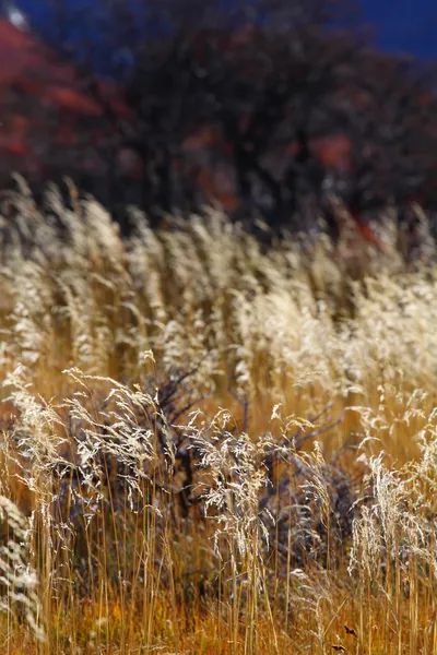 Поле травы в северной горе — стоковое фото