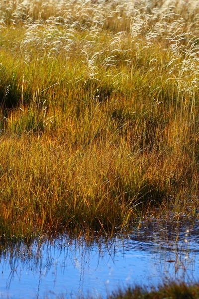 Поле трави в північній горі — стокове фото
