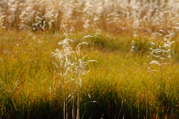 Fältet av gräs i norra berg — Stockfoto