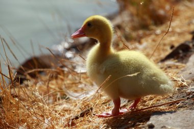 Mallard duck and baby ducklings clipart