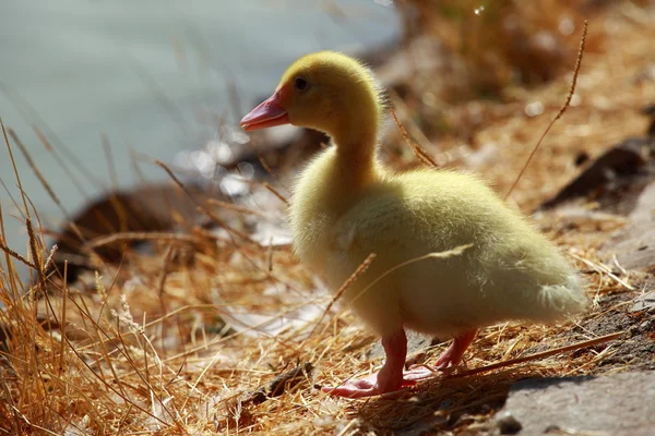 Mallard duck en baby kuikens — Stockfoto