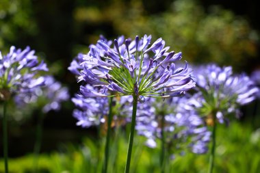 Agapanthus africanus 'un mavi çiçeği