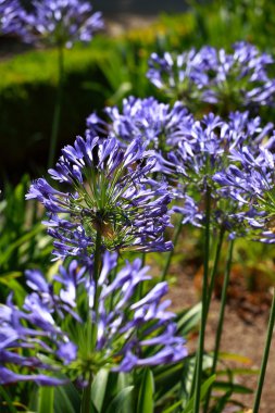 Agapanthus africanus 'un mavi çiçeği