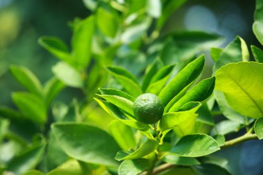 dal ev bahçe ve arka planı yeşil limon