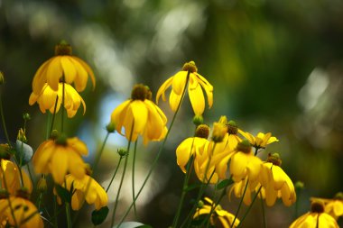 susan Çiçek bahçesinde rudbeckias siyah gözlü