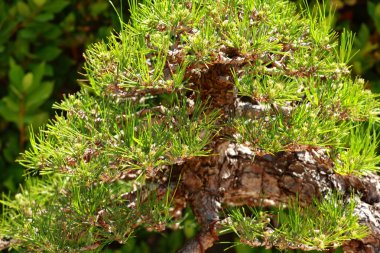 Bonsai yeşil çim zemin üzerine