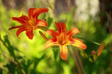 Turuncu lily güneşli bir bahçede çiçek