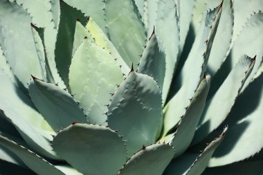 aloe vera yaprağı