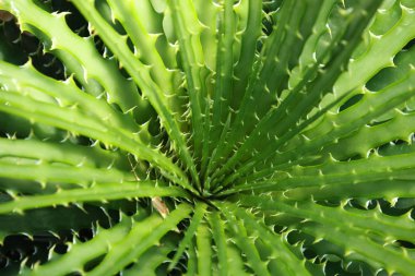 aloe vera yaprağı