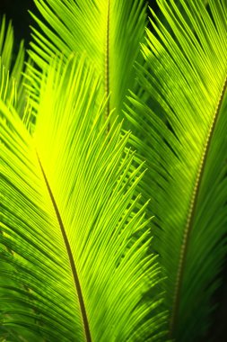 Rüzgarda savrulan yeşil palmiye yaprakları.