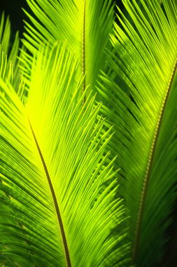 Green palm tree leaves in the wind. clipart