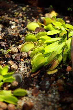 Nepenthes, carnivorous plant endemic to southern Madagascar clipart