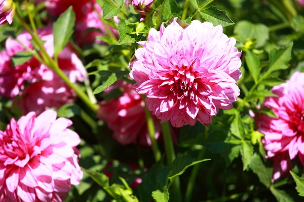 Flor de dalia roja a la luz de la mañana en el jardín verde — Foto de Stock