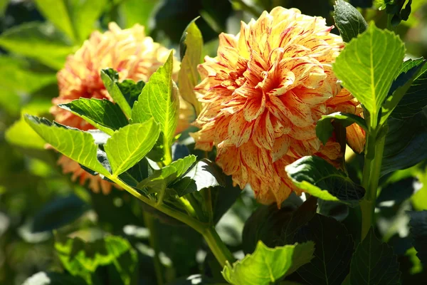 Dahlia blomma på morgonen ljus i grönskande trädgård — Stockfoto