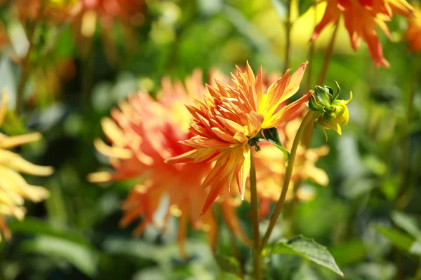 Dahlia fiore al mattino luce nel giardino verde — Foto Stock