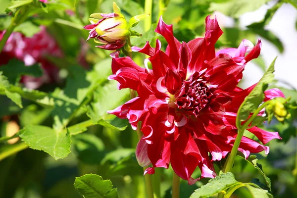 Fleur dahlia rouge à la lumière du matin dans un jardin vert — Photo