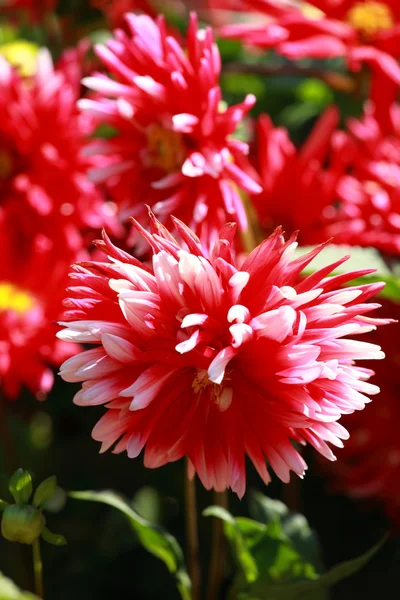 Красный цветок георгины в утреннем свете в зеленом саду — стоковое фото