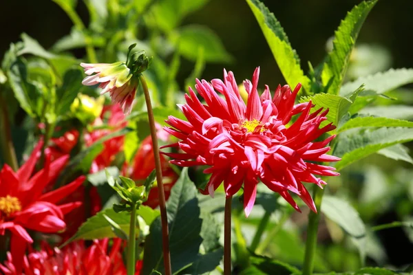 Red dahlia flower at morning light in green garden — Stock Photo, Image