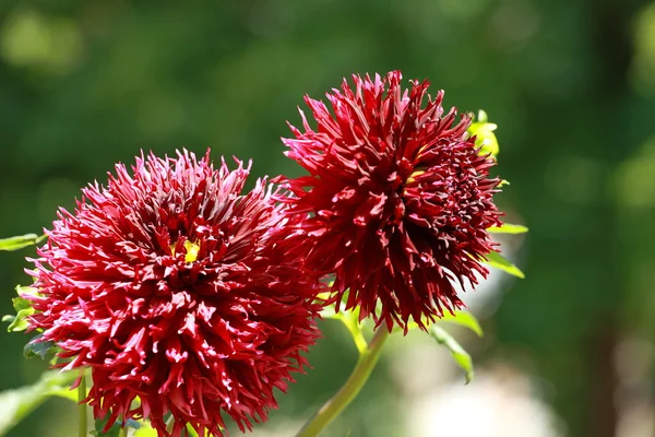 Röd dahlia blomma på morgonen ljus i grönskande trädgård — Stockfoto