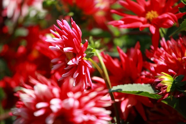 Красный цветок георгины в утреннем свете в зеленом саду — стоковое фото