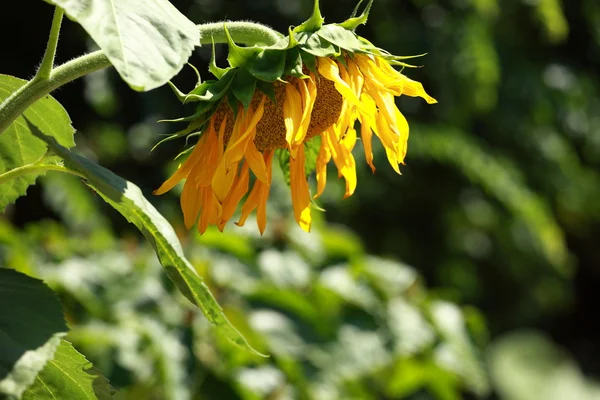 stock image Beautiful sunflower with green leaves