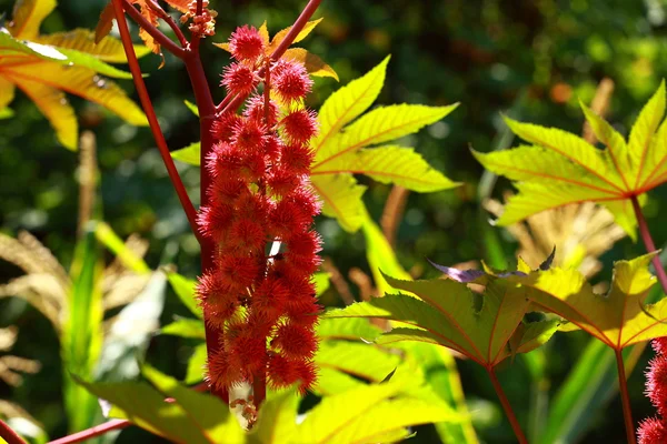 セレクティブ フォーカス ヒマシ油植物の赤い葉 — ストック写真