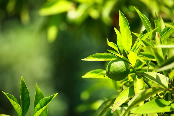 Cytryna na gałęzi, dom ogród, a tło zielony — Zdjęcie stockowe