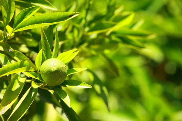 Limón en una rama en un jardín de la casa y fondo verde — Foto de Stock