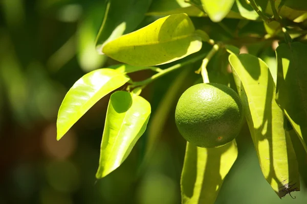 Pomelo en una rama en un jardín de la casa y fondo verde — Foto de Stock