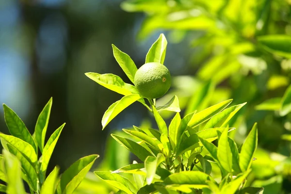 Limón en una rama en un jardín de la casa y fondo verde — Foto de Stock