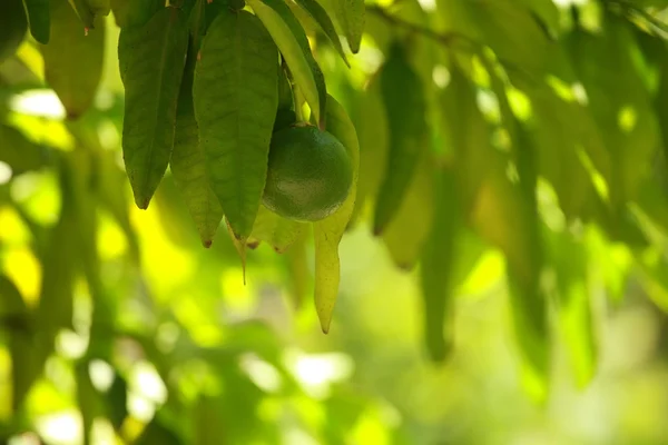 Грейпфрут на гілці в саду будинку і зеленому фоні — стокове фото