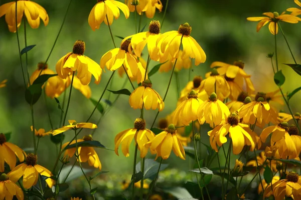 Rudbeckias μαύρα eyed susan λουλούδια στον κήπο — 图库照片