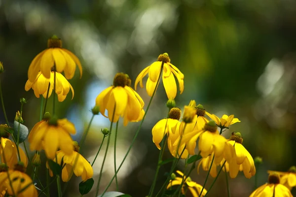 Rudbeckias 黒目スーザン庭の花に — ストック写真