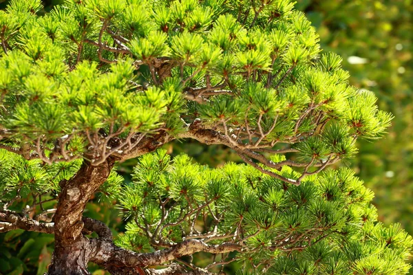 Bonsai, a zöld fű háttér — Stock Fotó