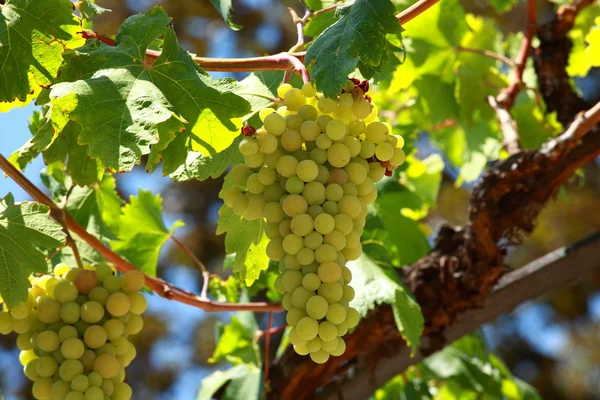 Groene druiven op wijnstokken — Stockfoto