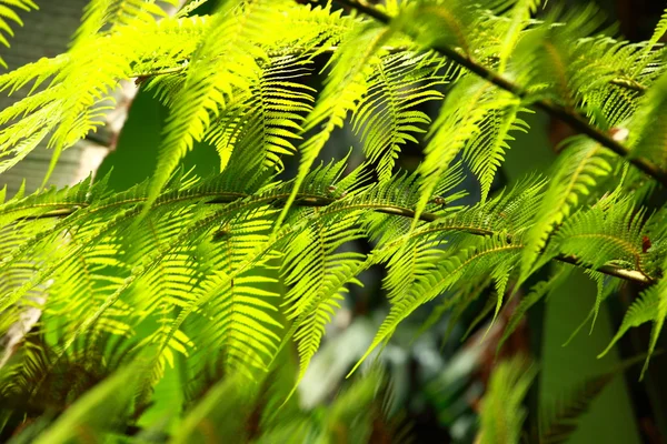 Páfrány friss tavaszi zöld levelek erdő — Stock Fotó