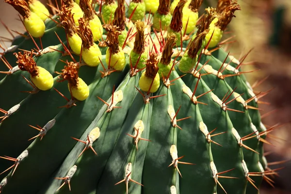 Cactus nära upp bakgrund — Stockfoto