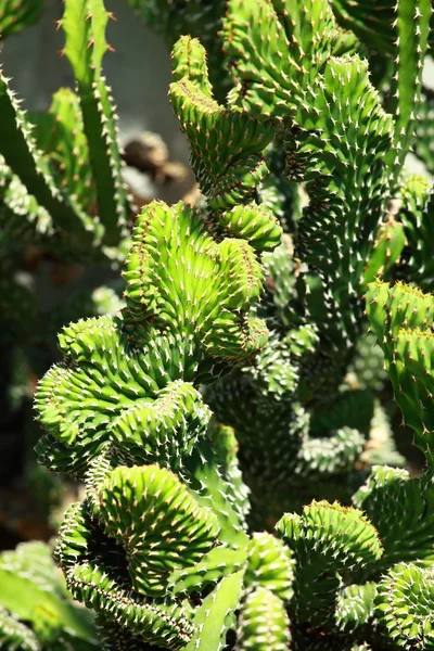 Kaktus nær bakgrunnen – stockfoto