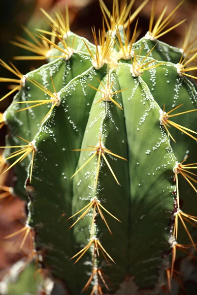Kaktus Zamknij się tło — Zdjęcie stockowe