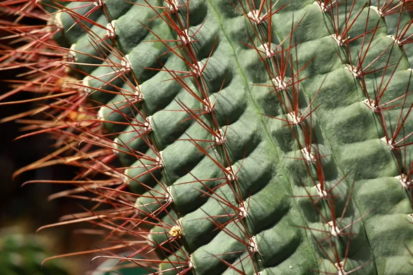 Kaktus zavřít do pozadí — Stock fotografie