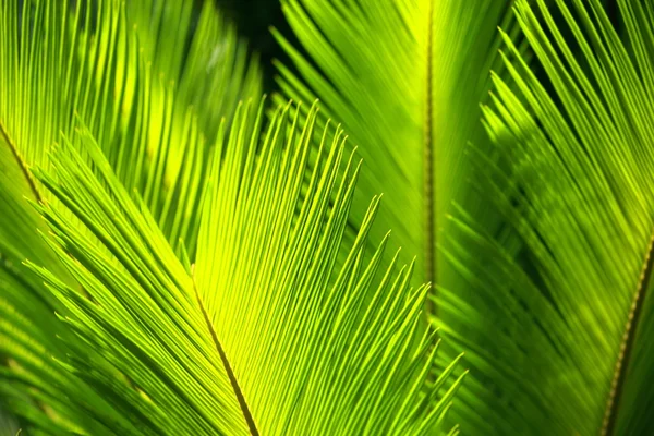 Rüzgarda savrulan yeşil palmiye yaprakları. — Stok fotoğraf