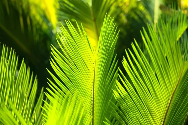 Rüzgarda savrulan yeşil palmiye yaprakları. — Stok fotoğraf