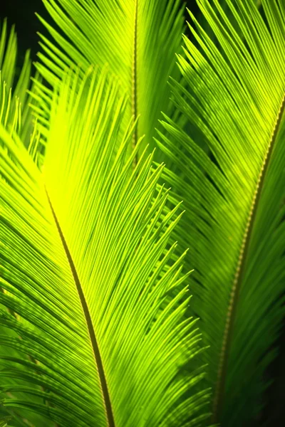 Hojas de palmera verde en el viento . —  Fotos de Stock