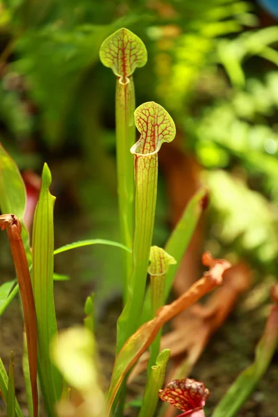 Nepenthes, fleischfressende Pflanze, die im südlichen Madagaskar heimisch ist — Stockfoto