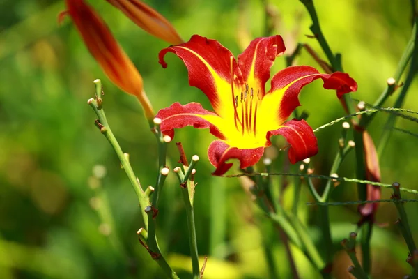 Orange Lily Blooming in a Sunny Garden — Stock Photo, Image